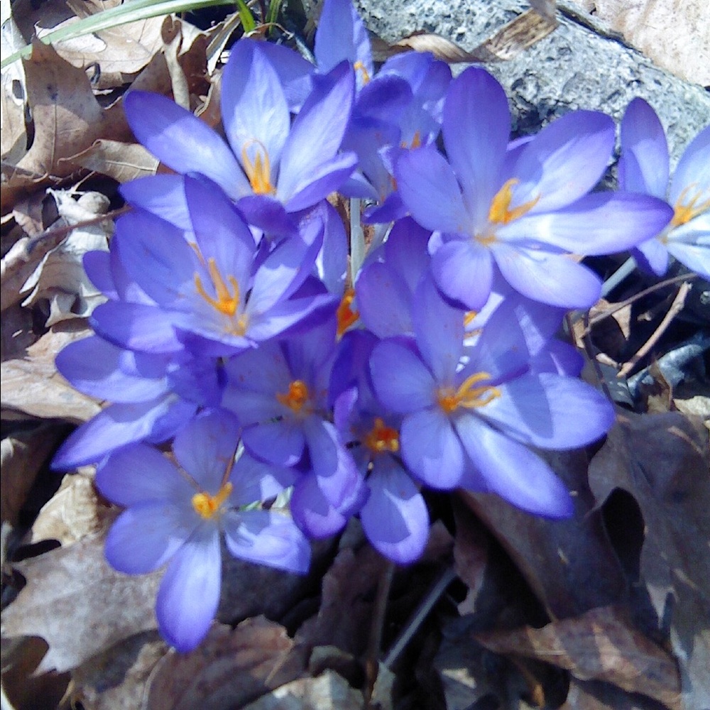 Meet your Posher, Jacqueline